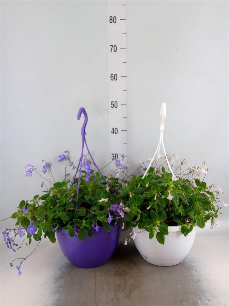 Горшечные цветы и растения оптом Streptocarpus Saxorum от 2шт из Голландии с доставкой по России