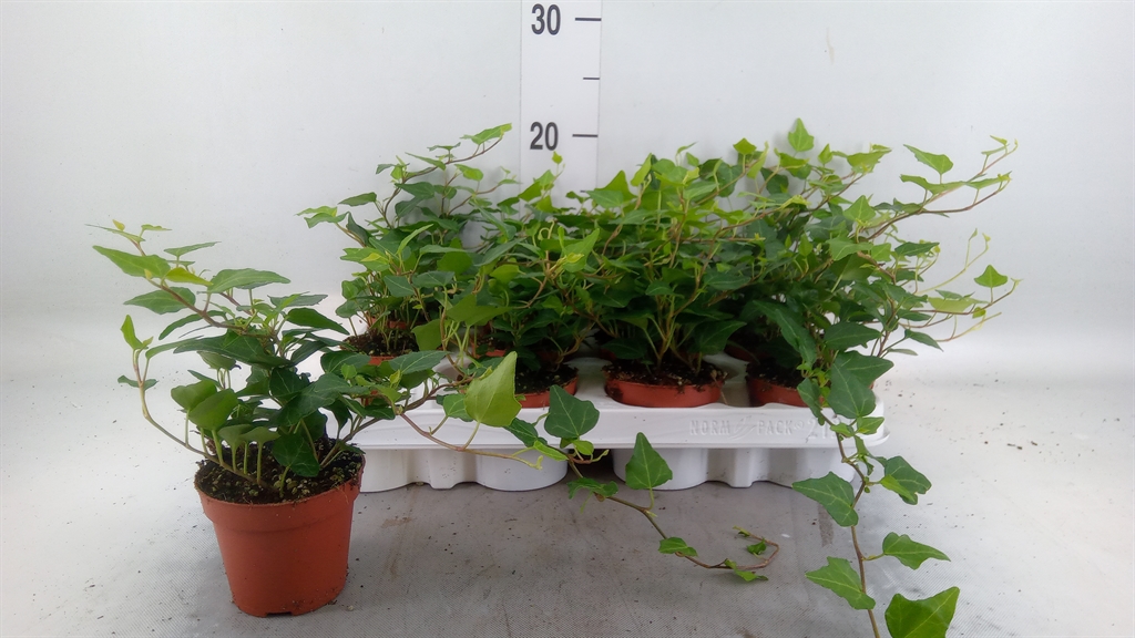 Горшечные цветы и растения оптом Hedera   ...green Leafed от 12шт (для телеги) из Голландии с доставкой по России