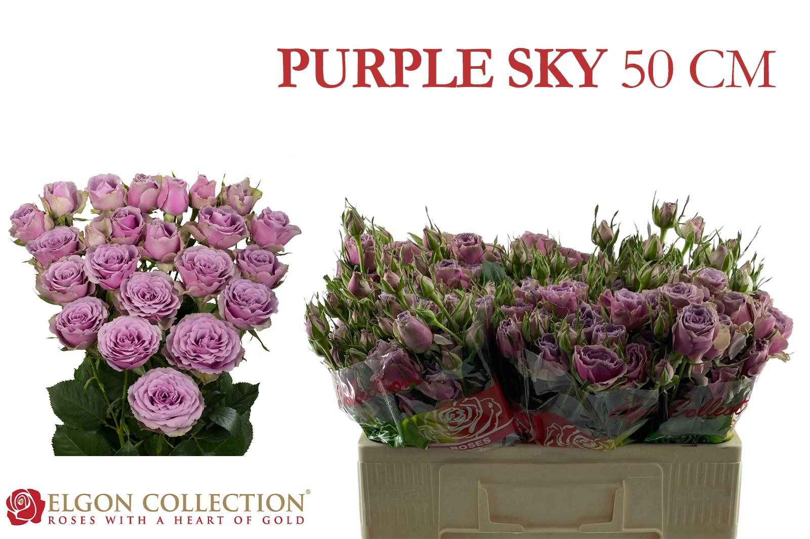 Срезанные цветы оптом Rosa spray purple sky от 40шт из Голландии с доставкой по России