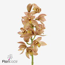 Срезанные цветы оптом Minicymbidium p11 от 4шт из Голландии с доставкой по России