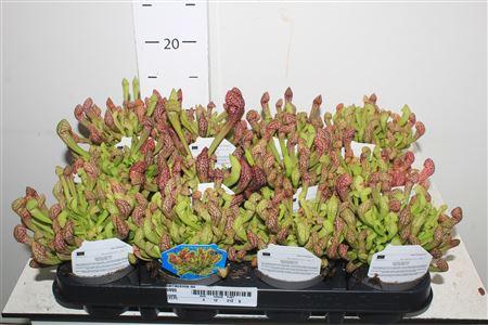 Горшечные цветы и растения оптом Sarracenia Ov от 12шт (для телеги) из Голландии с доставкой по России Горшечные цветы и растения оптом Sarracenia Ov от 12шт (для телеги) из Голландии с доставкой по России