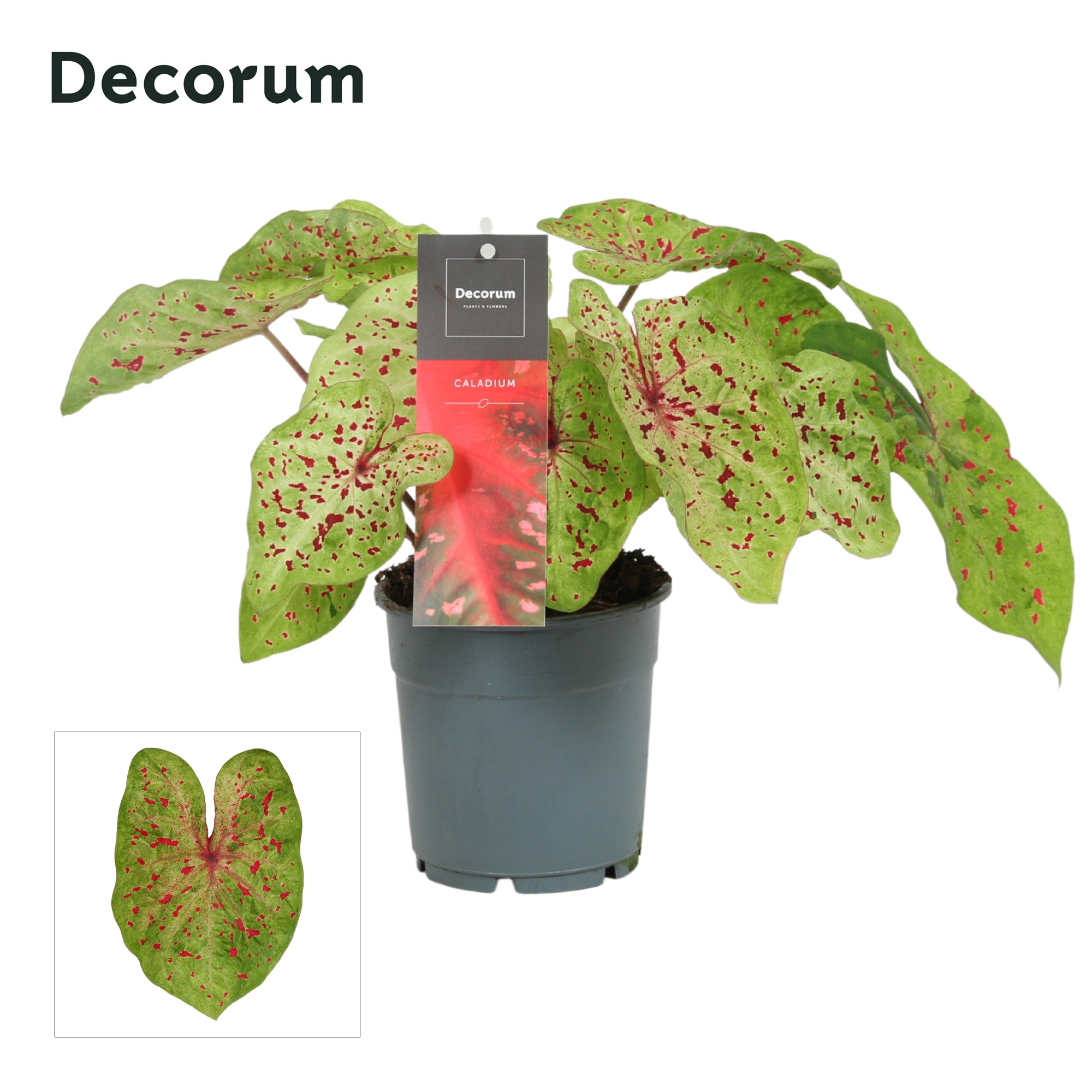 Горшечные цветы и растения оптом Caladium Bicolor (decorum) от 10шт из Голландии с доставкой по России