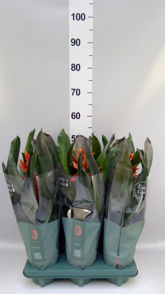 Горшечные цветы и растения оптом Aechmea pepita Elegant Flames от 6шт из Голландии с доставкой по России