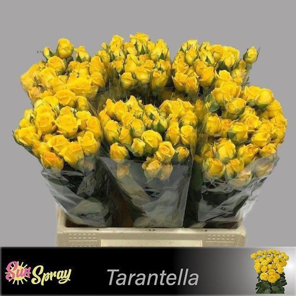 Срезанные цветы оптом Rosa spray tarantella от 60шт. из Голландии с доставкой по России