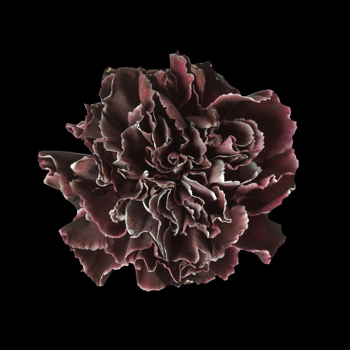 Срезанные цветы оптом Dianthus st paint cassis от 80шт из Голландии с доставкой по России