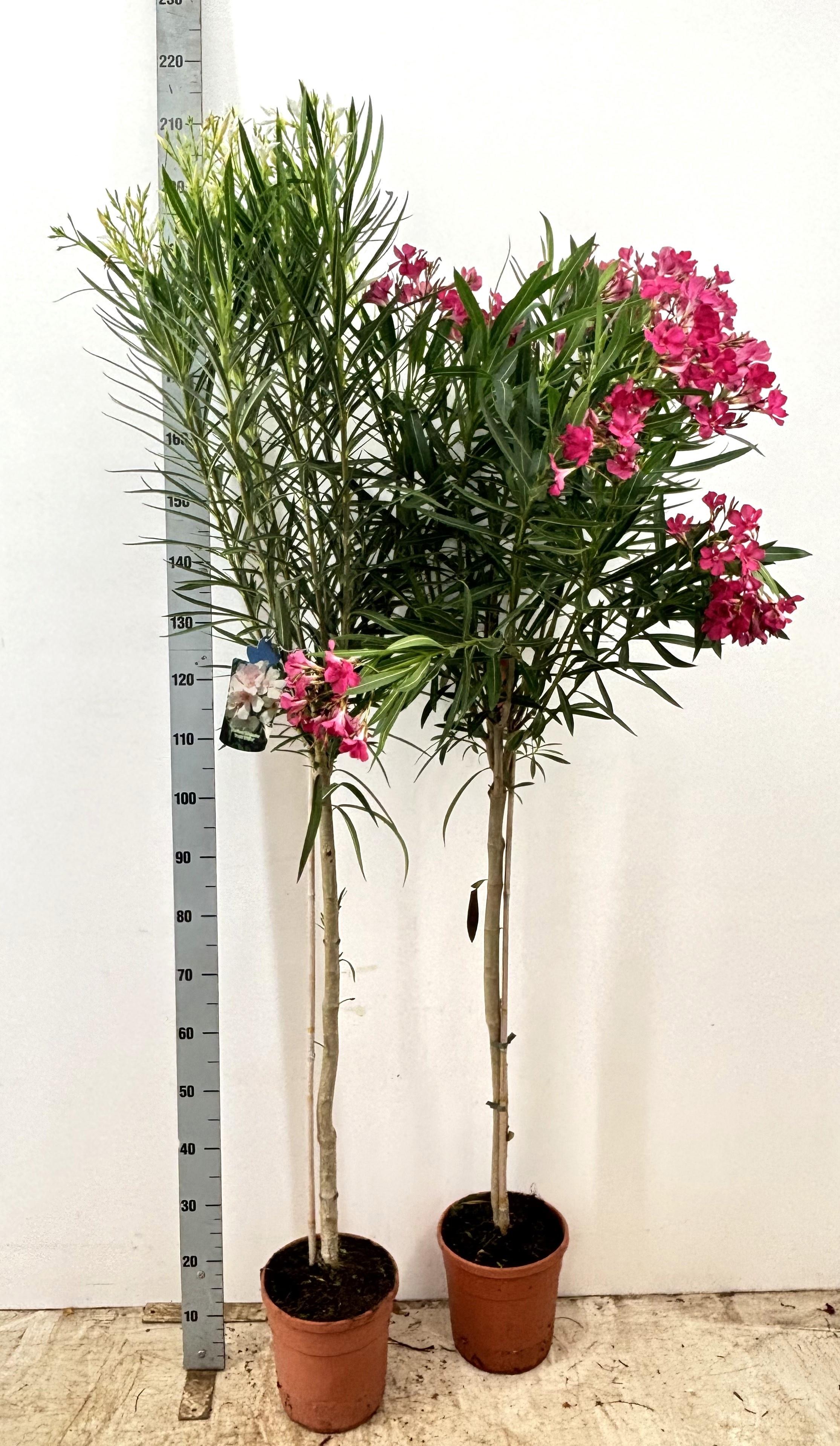 Горшечные цветы и растения оптом Nerium Oleander On Stem Mix от 1шт из Голландии с доставкой по России