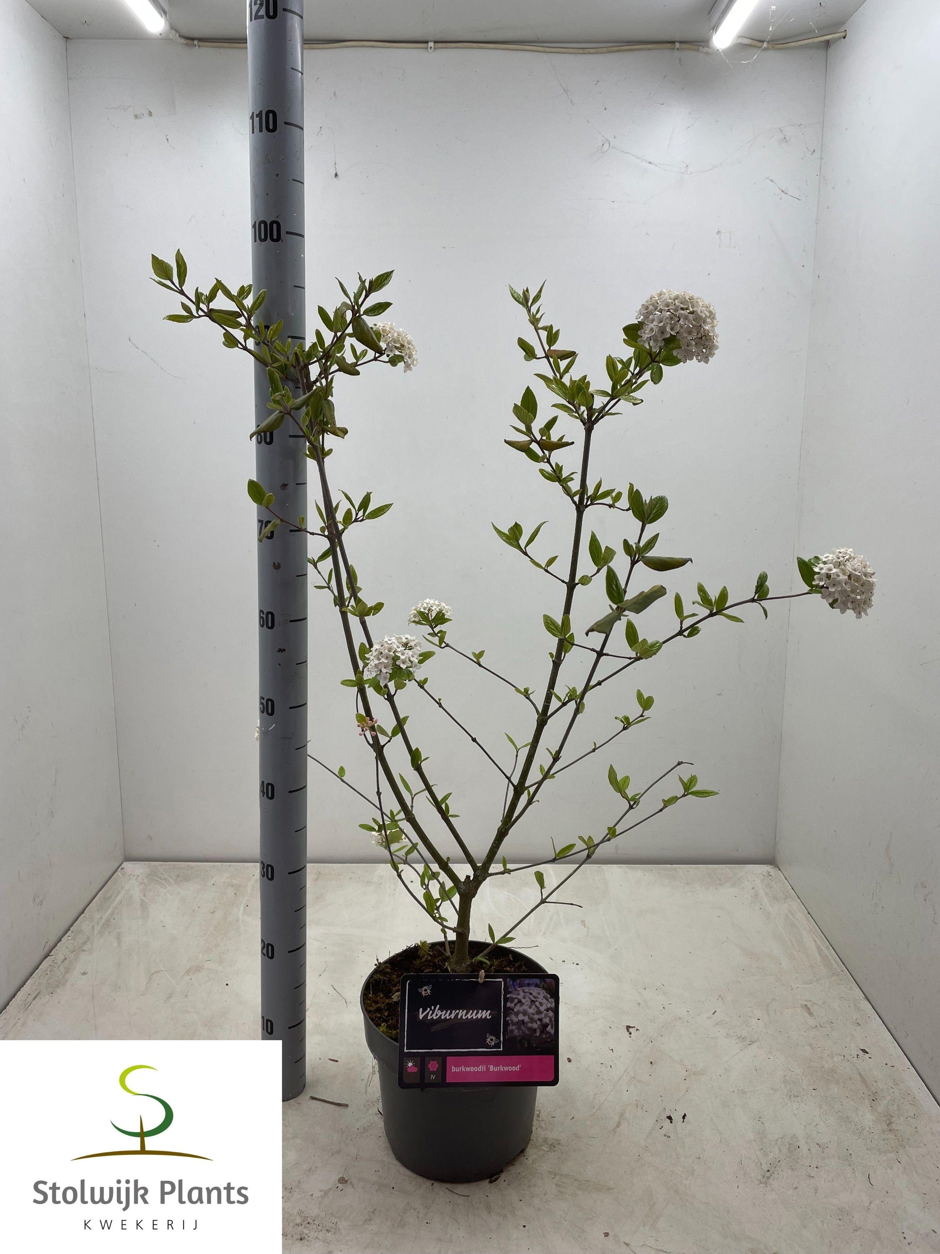 Горшечные цветы и растения оптом Vibu Bu Burkwood от 1шт из Голландии с доставкой по России