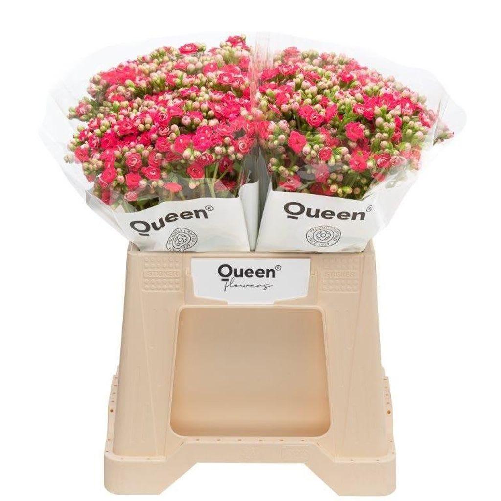 Срезанные цветы оптом Kalanchoe sensual pink meadow от 20шт из Голландии с доставкой по России