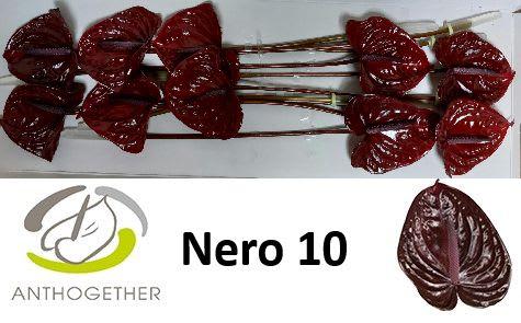 Срезанные цветы оптом Anthurium nero от 10шт из Голландии с доставкой по России