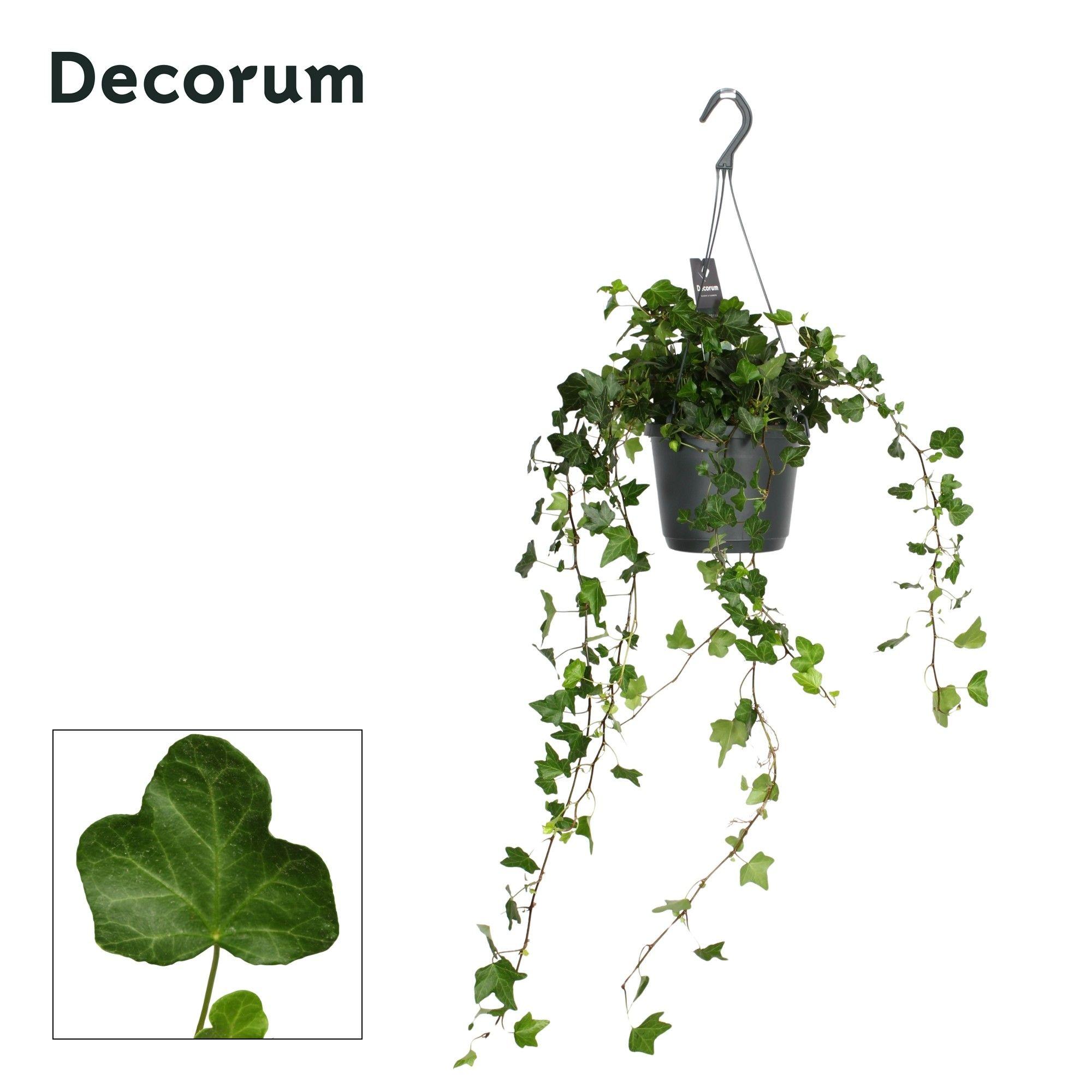 Горшечные цветы и растения оптом Hedera Helix Wonder от 6шт из Голландии с доставкой по России