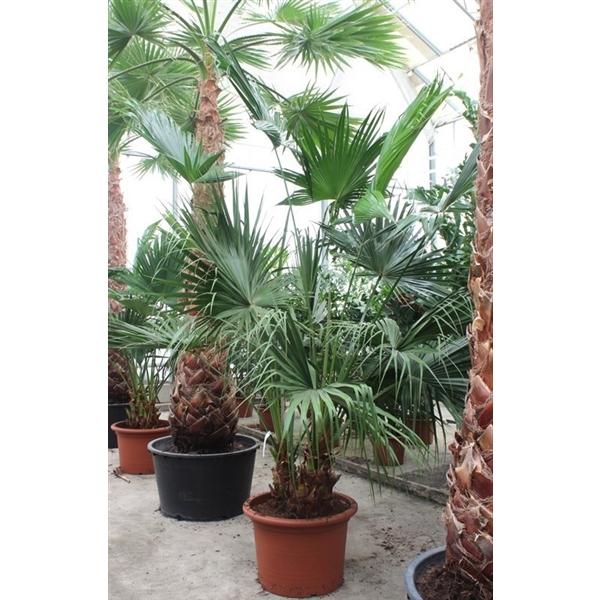 Горшечные цветы и растения оптом Livistona Chinensis 2pp от 1шт из Голландии с доставкой по России