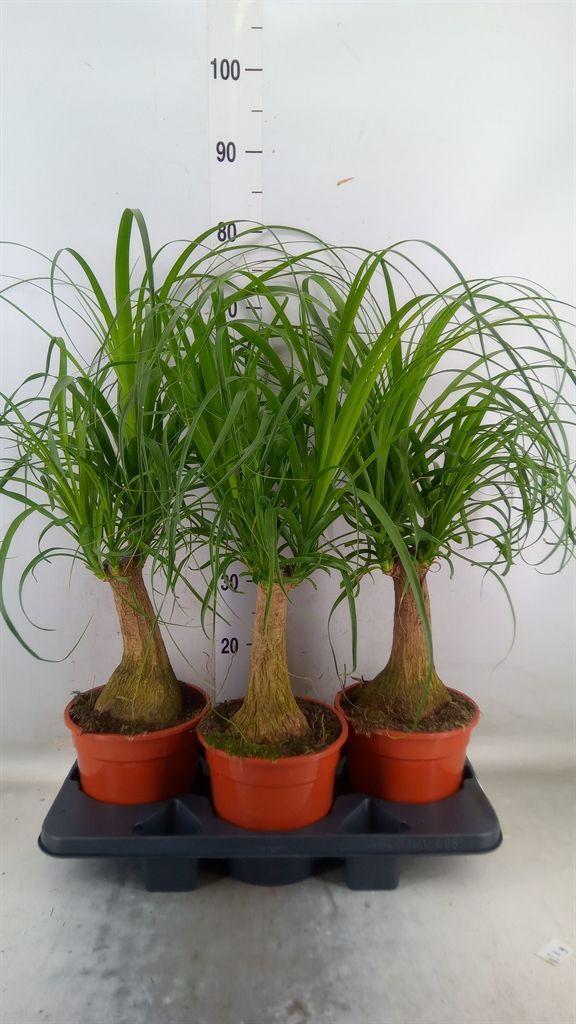 Горшечные цветы и растения оптом Beaucarnea Recurvata от 3шт из Голландии с доставкой по России