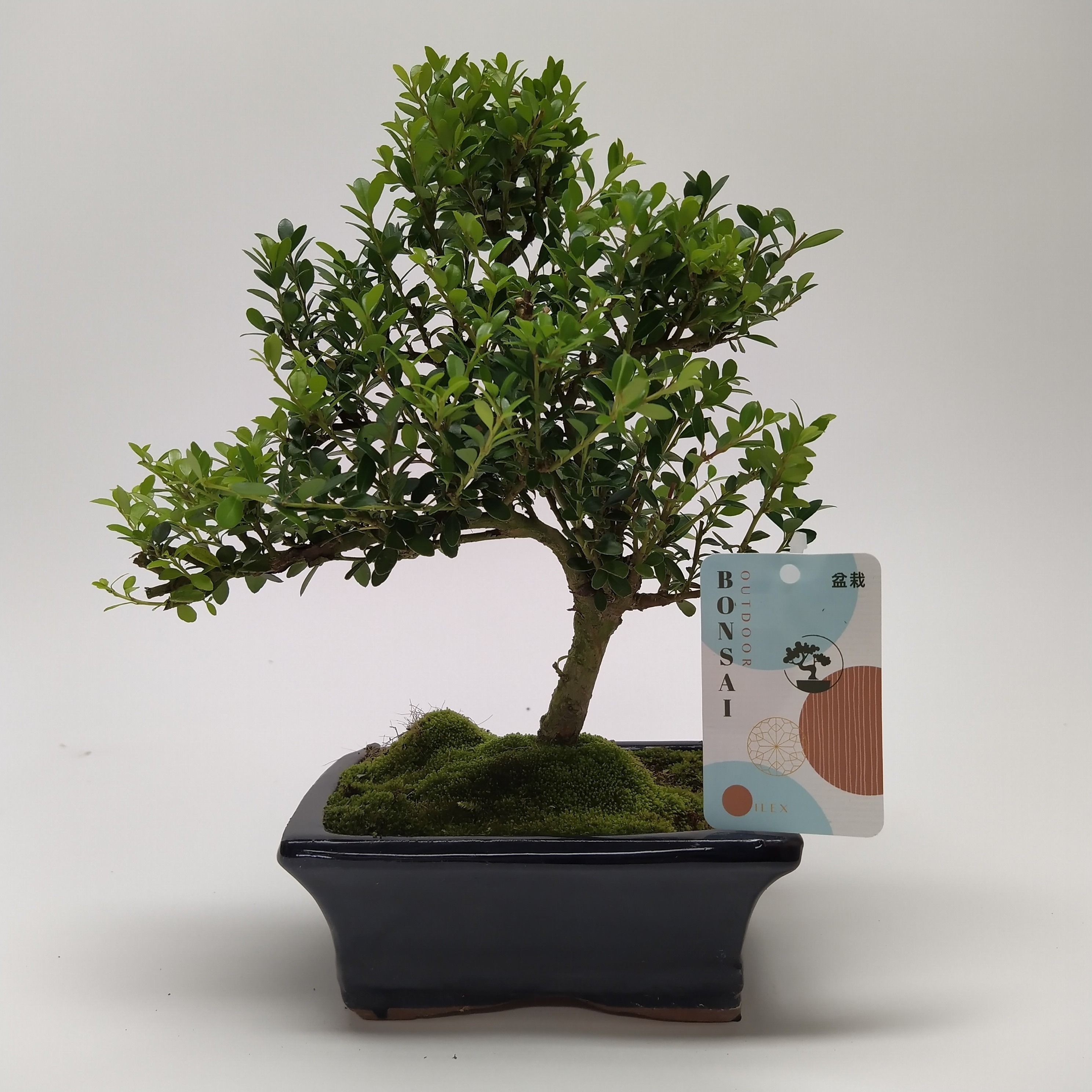 Горшечные цветы и растения оптом Bonsai Ilex Outdoor от 8шт из Голландии с доставкой по России