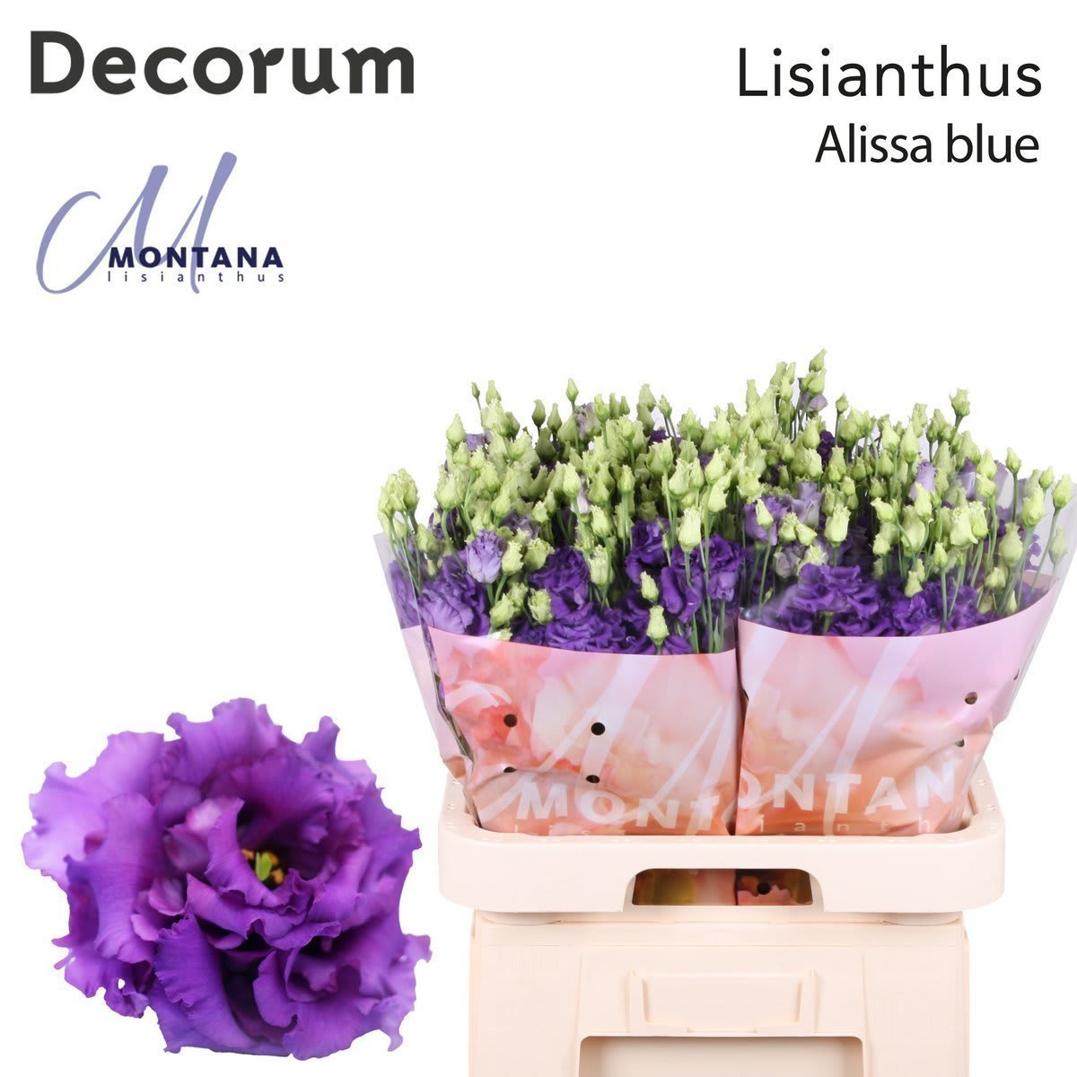 Срезанные цветы оптом Lisianthus do alissa blue от 40шт. из Голландии с доставкой по России