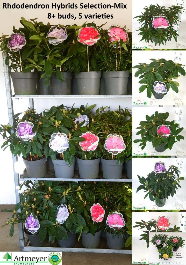 Горшечные цветы и растения оптом Rhod Gem от 1шт из Голландии с доставкой по России