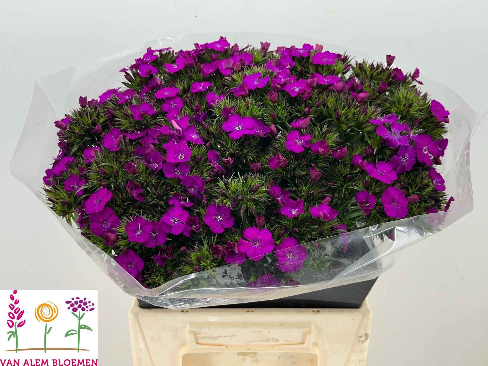 Срезанные цветы оптом Dianthus br amazone neon purple от 50шт из Голландии с доставкой по России