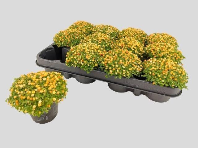 Горшечные цветы и растения оптом Nert Gr Suzanne от 12шт (для телеги) из Голландии с доставкой по России