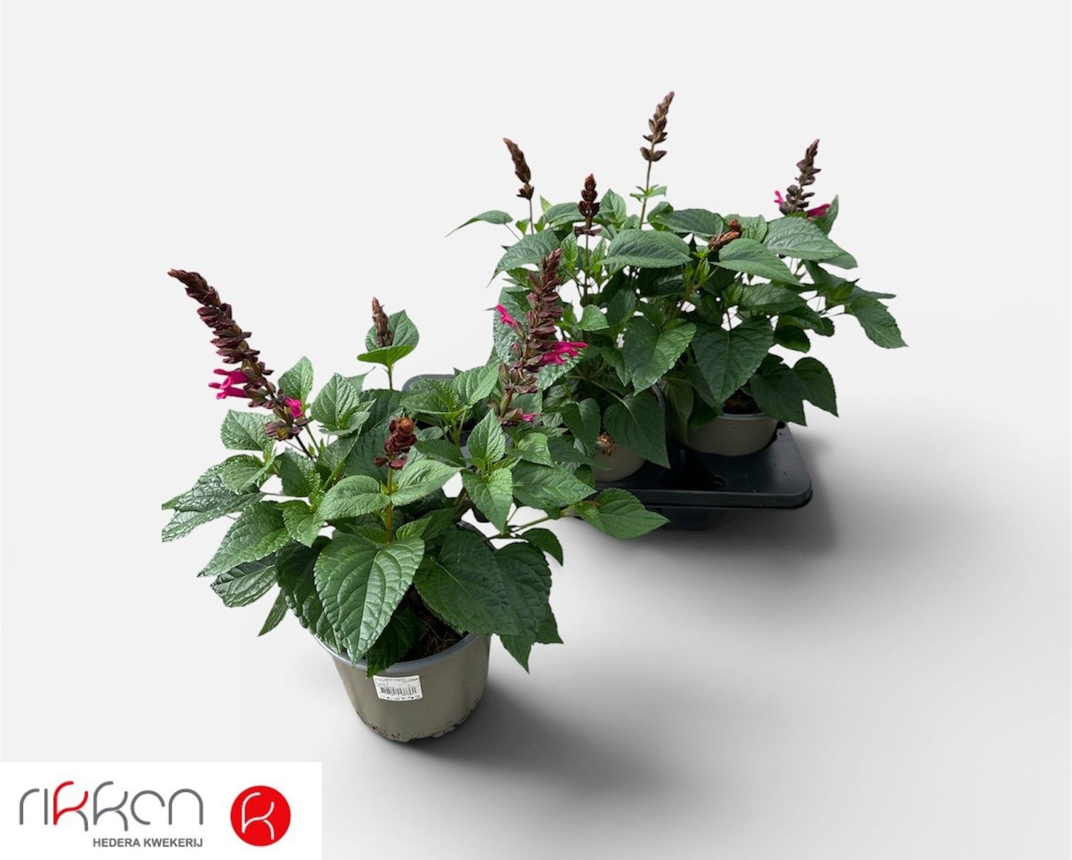Горшечные цветы и растения оптом Salvia  Lake Flaming от 3шт из Голландии с доставкой по России