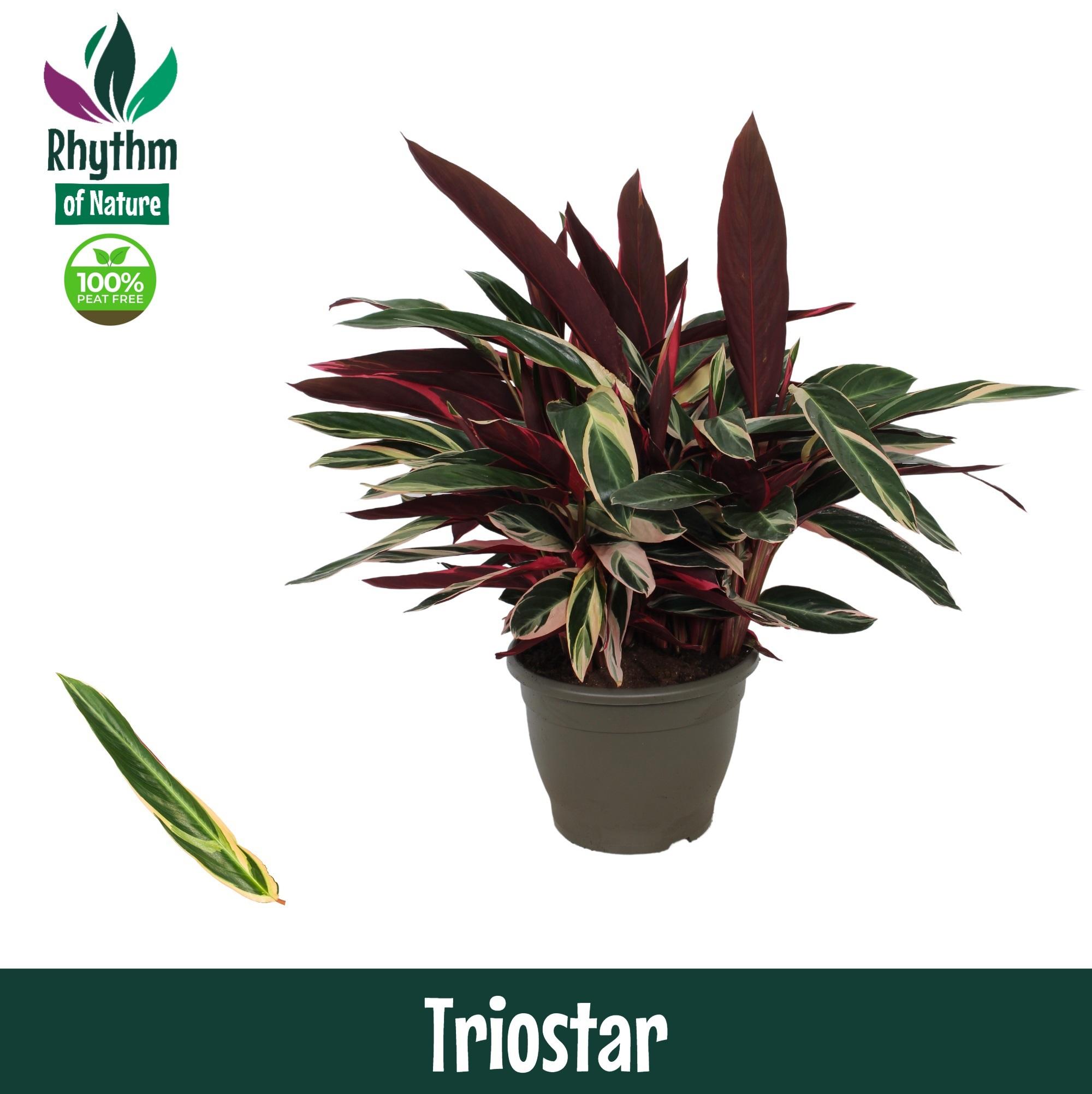 Горшечные цветы и растения оптом Calathea Triostar (rhythm Of Nature) от 1шт из Голландии с доставкой по России
