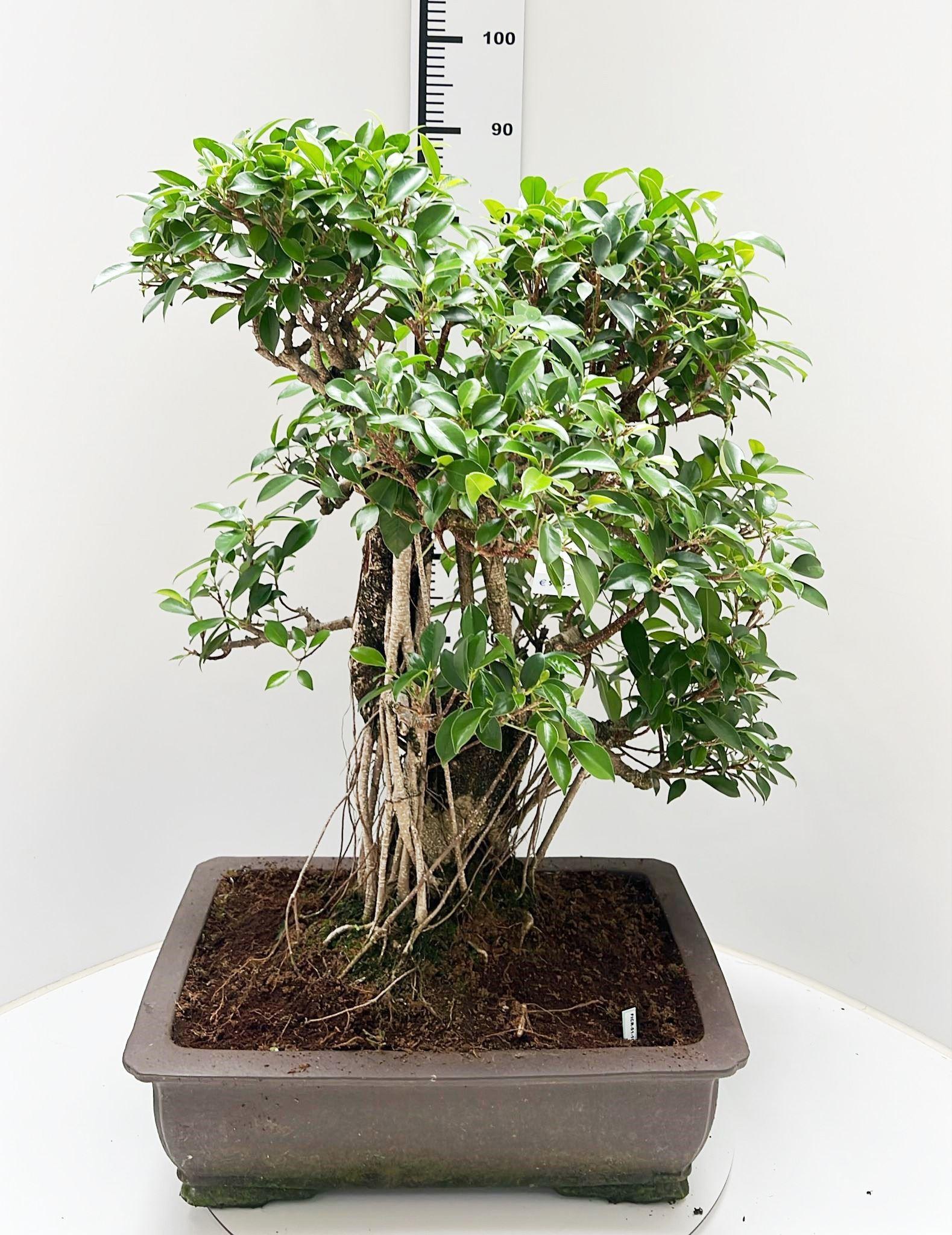 Горшечные цветы и растения оптом Ficus Retusa, . Height от 1шт из Голландии с доставкой по России