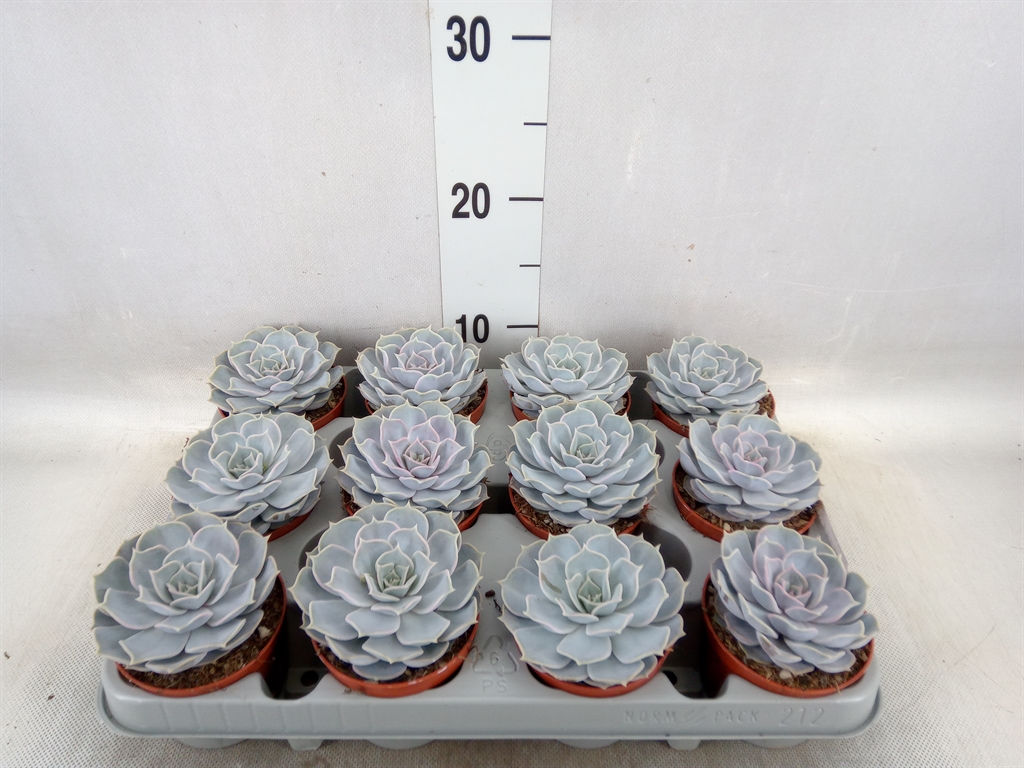 Горшечные цветы и растения оптом Echeveria Lilacina от 12шт из Голландии с доставкой по России