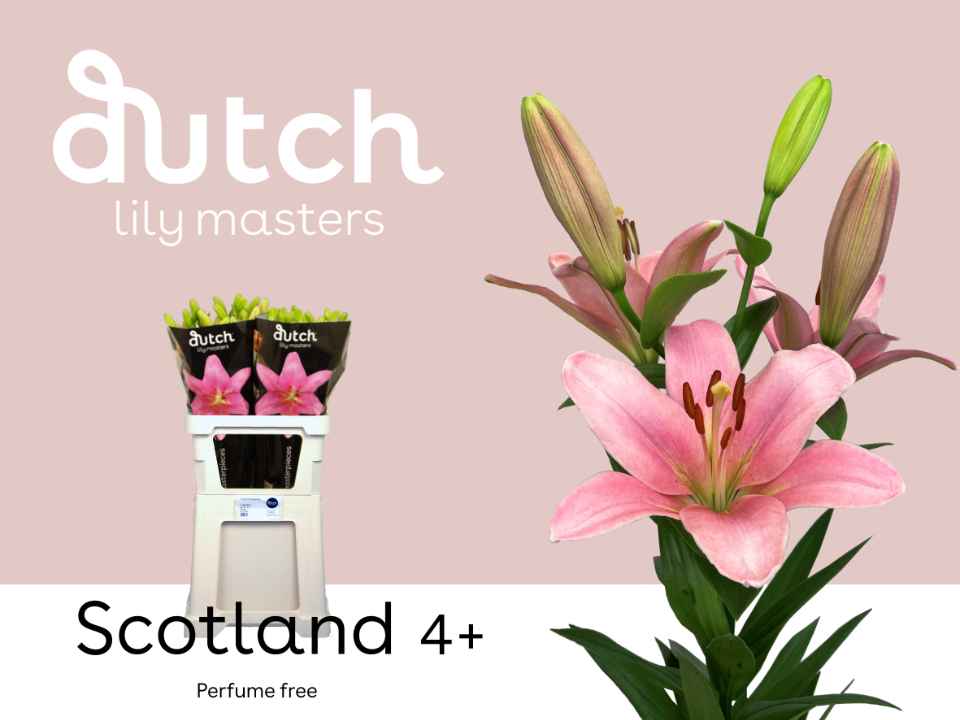 Срезанные цветы оптом Lilium la scotland от 60шт из Голландии с доставкой по России