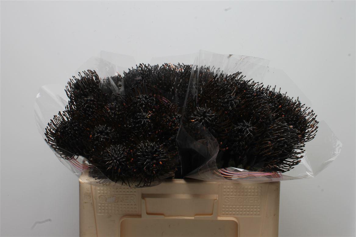 Срезанные цветы оптом Nutans paint black от 30шт из Голландии с доставкой по России