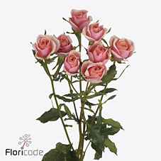 Срезанные цветы оптом Rosa sp classic rosever от 40шт из Голландии с доставкой по России