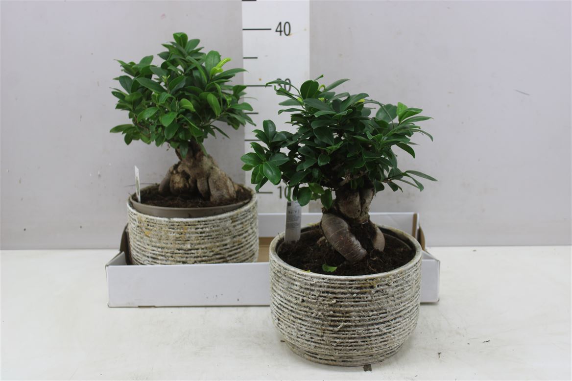 Горшечные цветы и растения оптом Ficus Ginseng S-shape In Deep Forest от 2шт из Голландии с доставкой по России