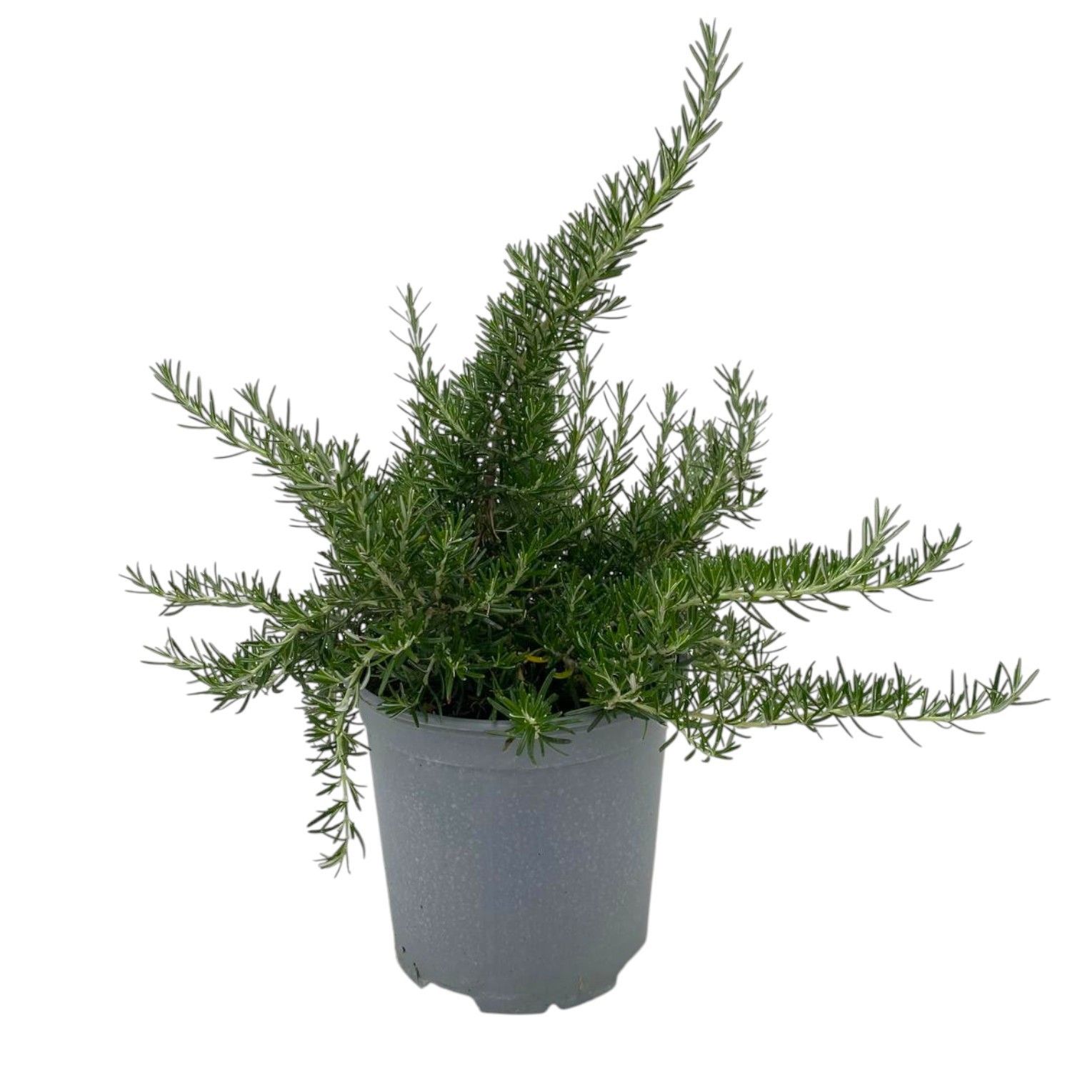 Горшечные цветы и растения оптом Rosmarinus Prostratus от 3шт из Голландии с доставкой по России