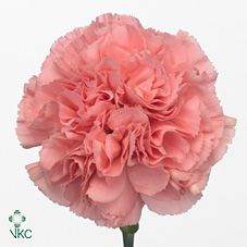 Срезанные цветы оптом Dianthus st kleos от 80шт из Голландии с доставкой по России