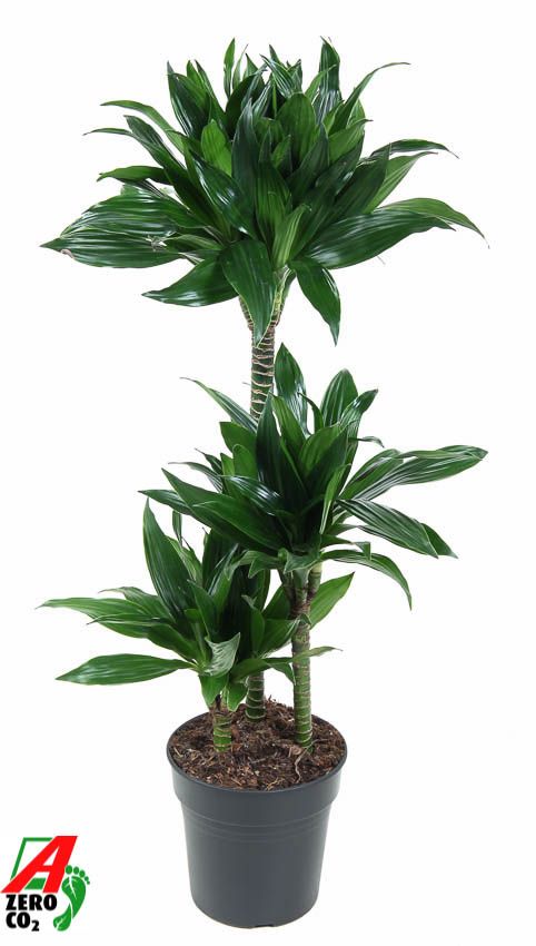 Горшечные цветы и растения оптом Drac Green Jewel 60-30-15 от 1шт из Голландии с доставкой по России