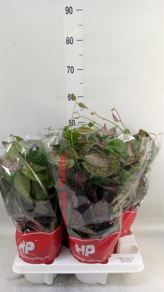 Горшечные цветы и растения оптом Aeschynanthus Marmoratus от 4шт из Голландии с доставкой по России