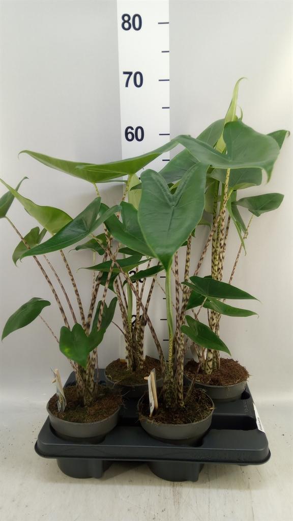 Горшечные цветы и растения оптом Alocasia Zebrina от 4шт (для телеги) из Голландии с доставкой по России