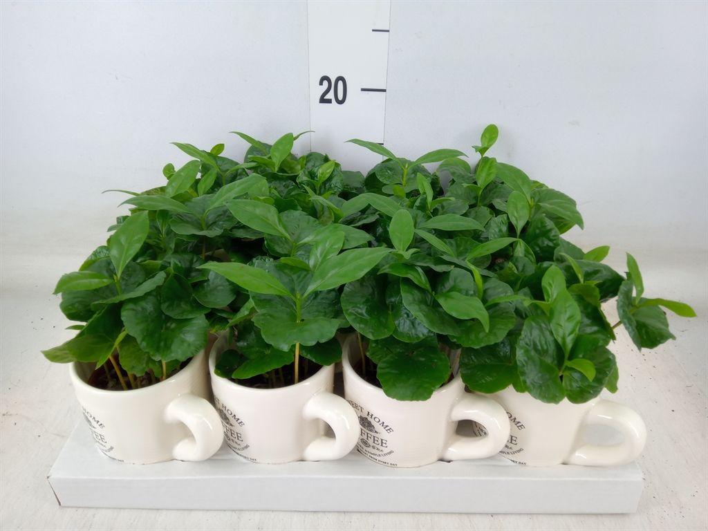 Горшечные цветы и растения оптом Coffea Arabica от 12шт (для телеги) из Голландии с доставкой по России