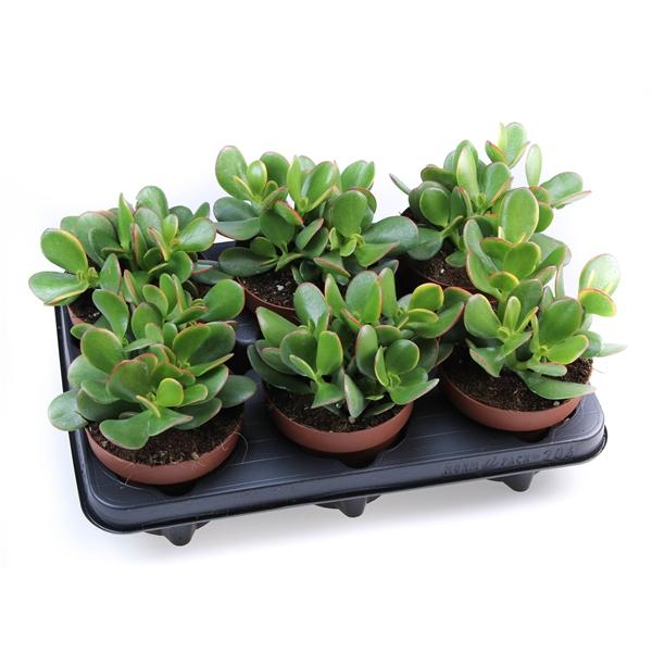 Горшечные цветы и растения оптом Crassula Ovata Sunset от 6шт из Голландии с доставкой по России
