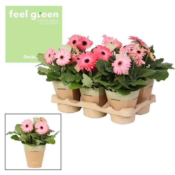 Горшечные цветы и растения оптом Gerbera Pink 2+ Feel Green (decorum) от 6шт из Голландии с доставкой по России