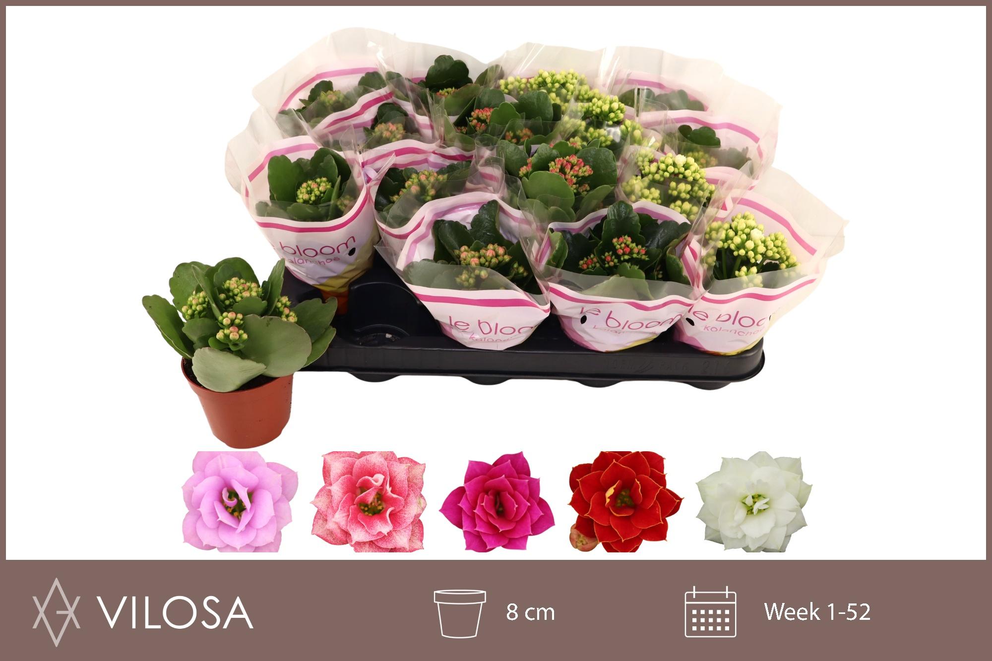 Горшечные цветы и растения оптом Kal Ge Gem 5 Kl от 16шт (для телеги) из Голландии с доставкой по России