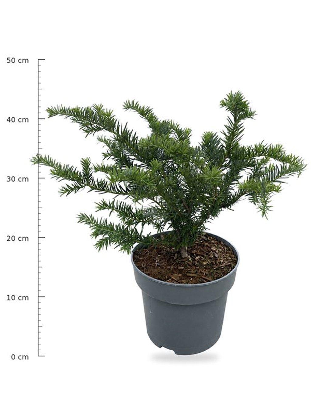 Горшечные цветы и растения оптом Taxus Bacc Repandens от 1шт из Голландии с доставкой по России