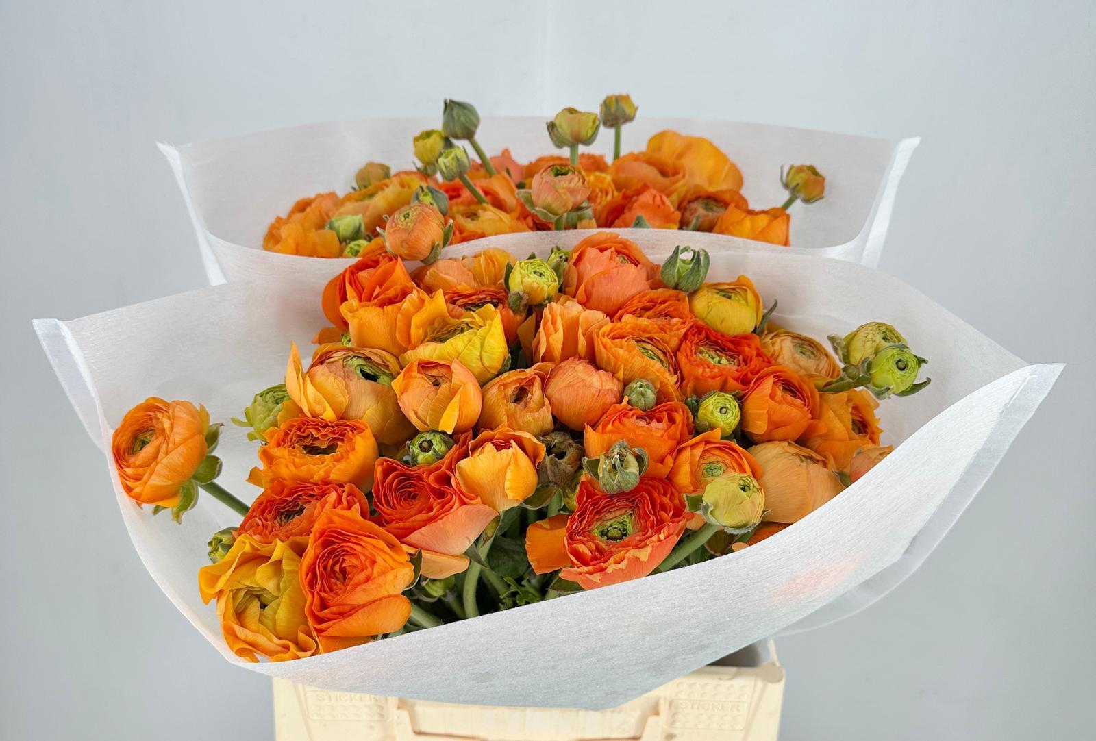 Срезанные цветы оптом Ranunculus clooney lambada от 50шт из Голландии с доставкой по России