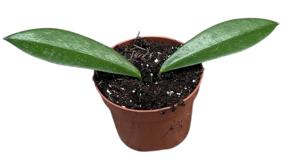 Горшечные цветы и растения оптом Hoya Black Dragon от 1шт из Голландии с доставкой по России
