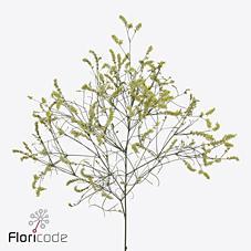 Срезанные цветы оптом Limonium china lemon от 50шт из Голландии с доставкой по России