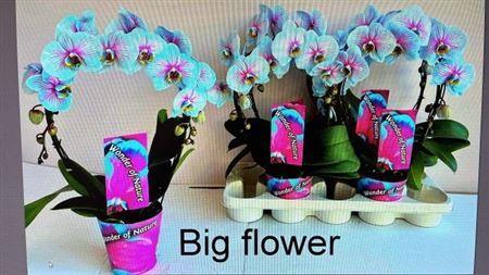 Горшечные цветы и растения оптом Phal ** Paint *bow Wonder Of Nature 2 Branches 16+ от 4шт из Голландии с доставкой по России