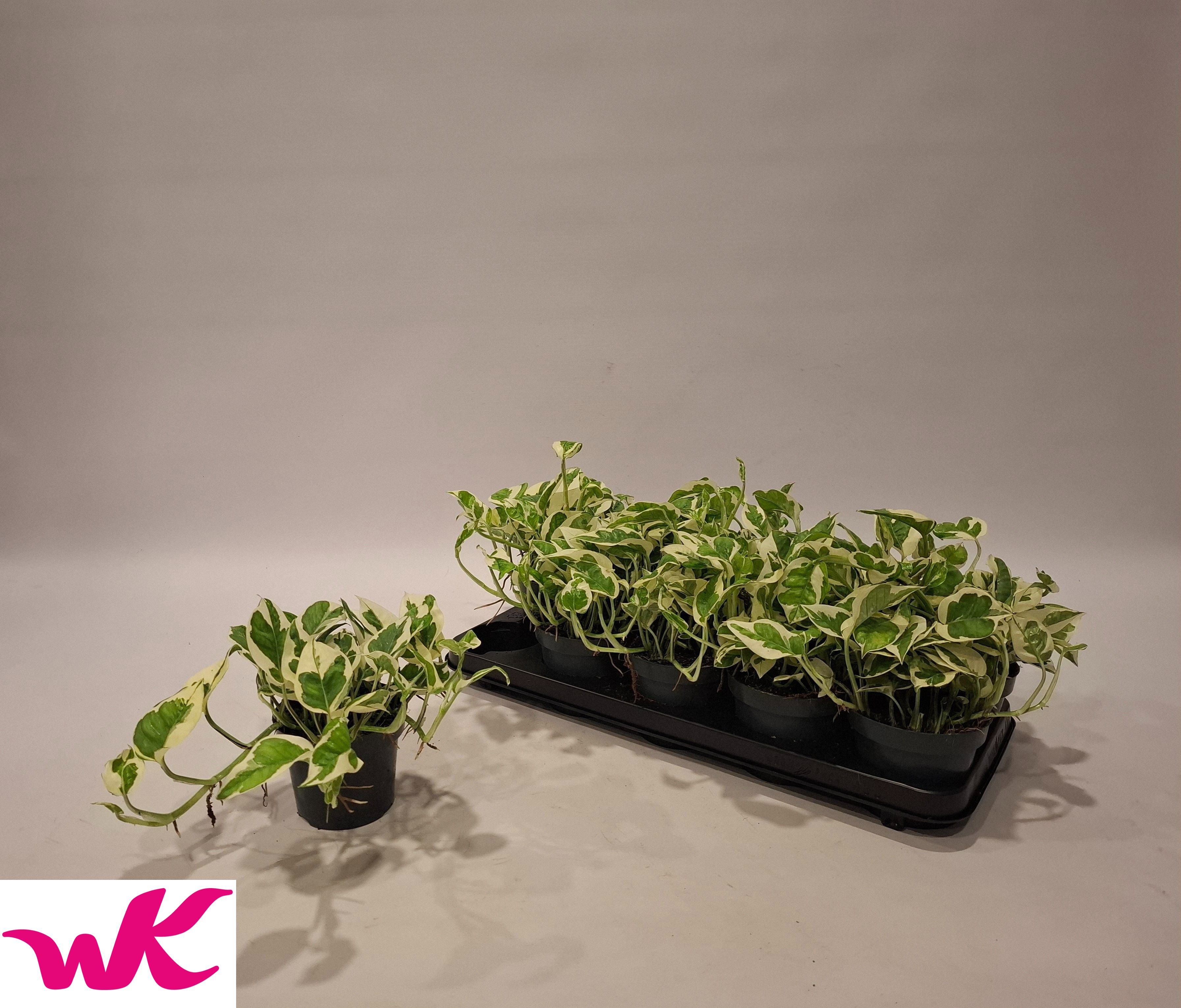 Горшечные цветы и растения оптом Epipr Njoy от 10шт из Голландии с доставкой по России