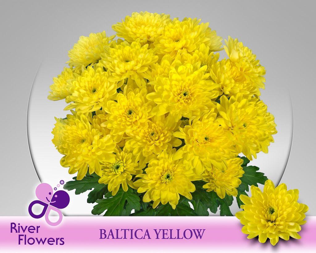 Срезанные цветы оптом Chrys sp baltica yellow от 80шт. из Голландии с доставкой по России