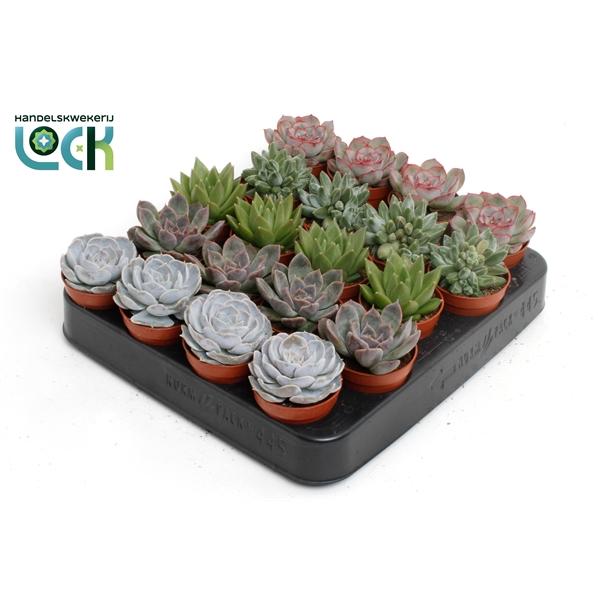 Горшечные цветы и растения оптом Echeveria Mix от 20шт (для телеги) из Голландии с доставкой по России