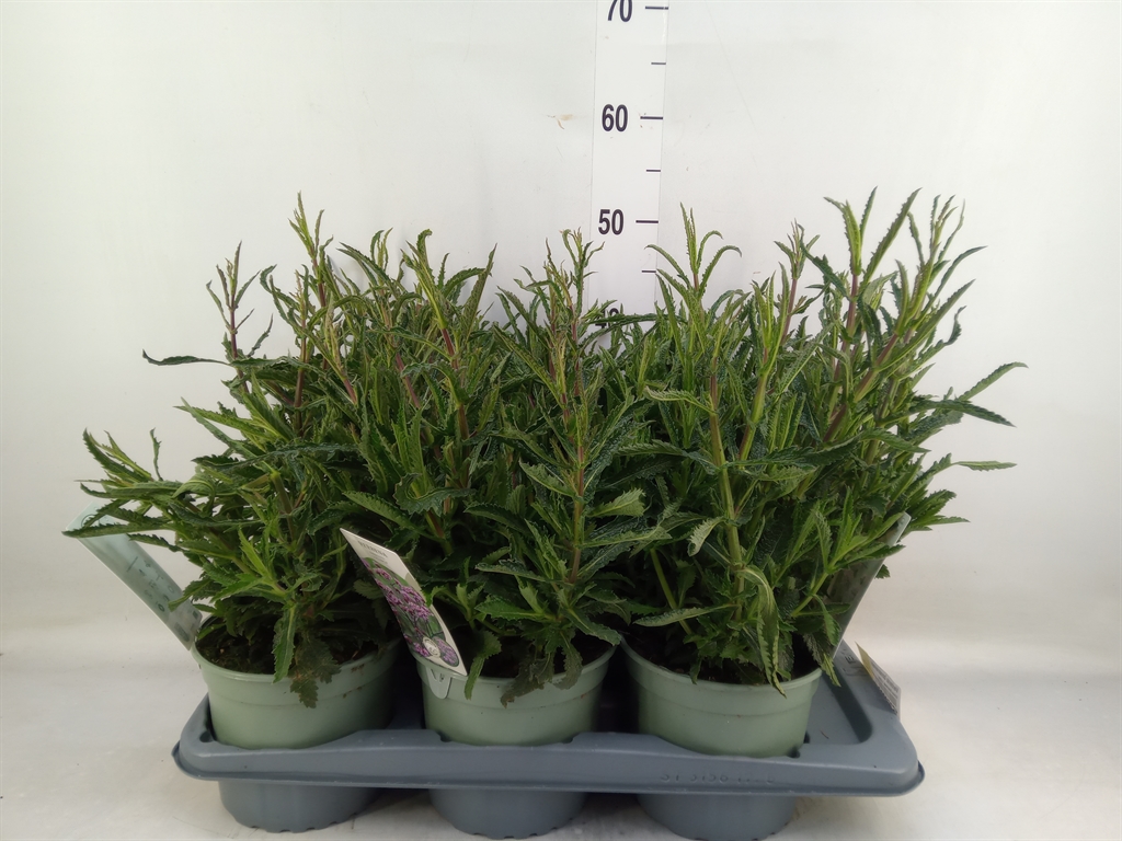 Горшечные цветы и растения оптом Verbena Bonariensis от 6шт из Голландии с доставкой по России