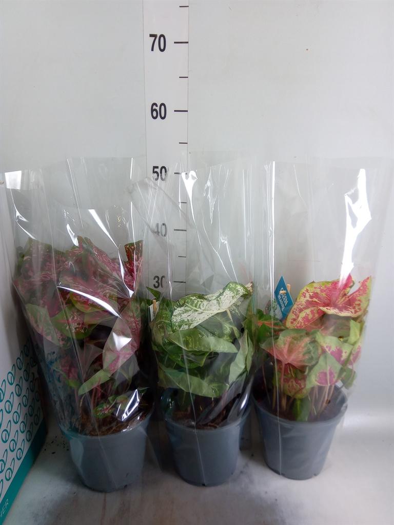 Горшечные цветы и растения оптом Caladium   ...mix от 6шт из Голландии с доставкой по России