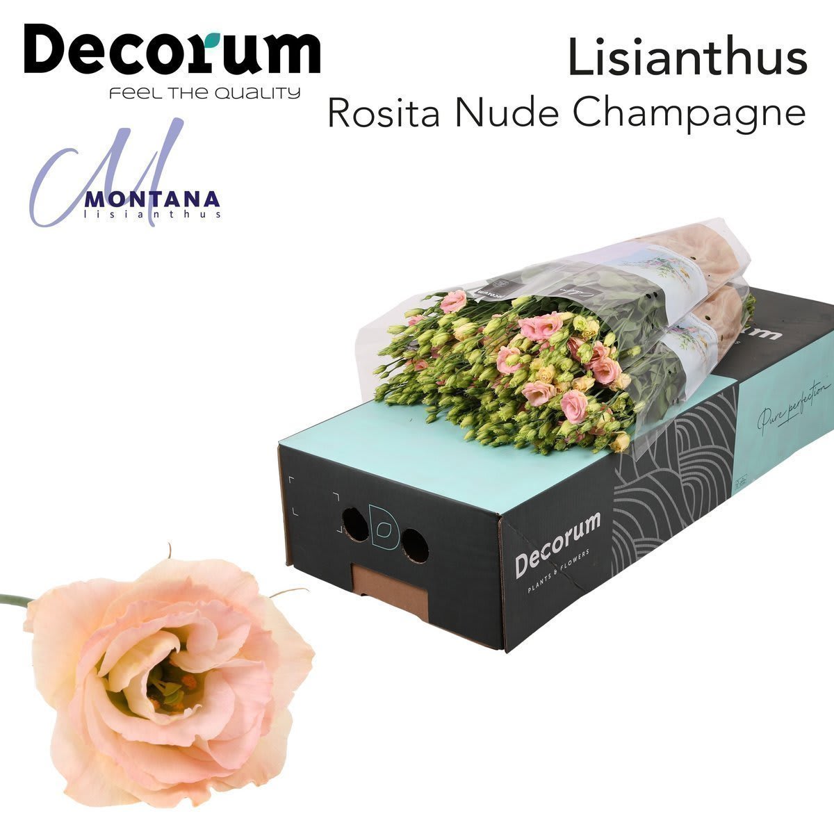 Срезанные цветы оптом Lisianthus do rosita champagne от 40шт. из Голландии с доставкой по России