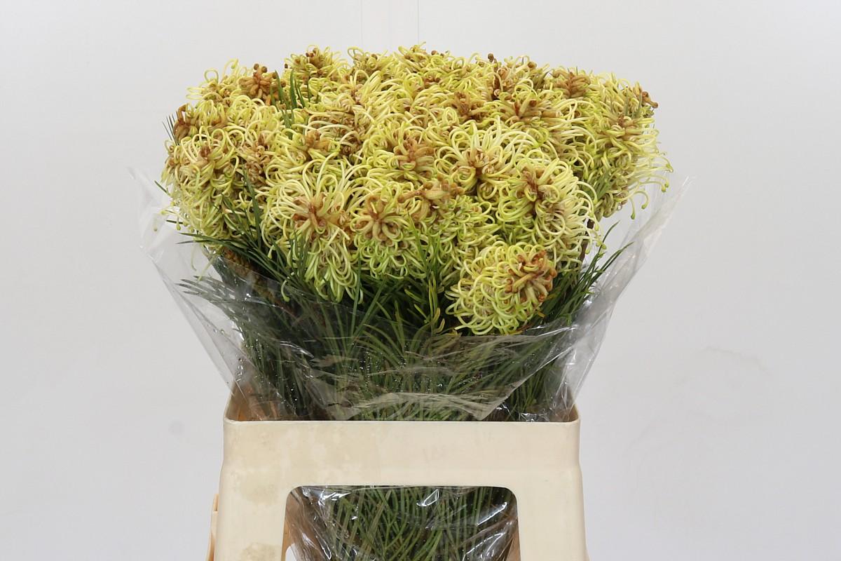 Срезанные цветы оптом Grevillea spiderman от 50шт из Голландии с доставкой по России